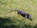 Monitor Lizard